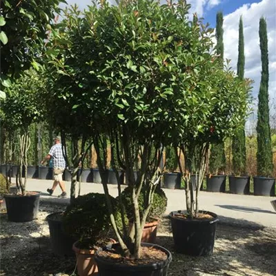 im Container 200 - 250 - Photinia fraseri Schirmform