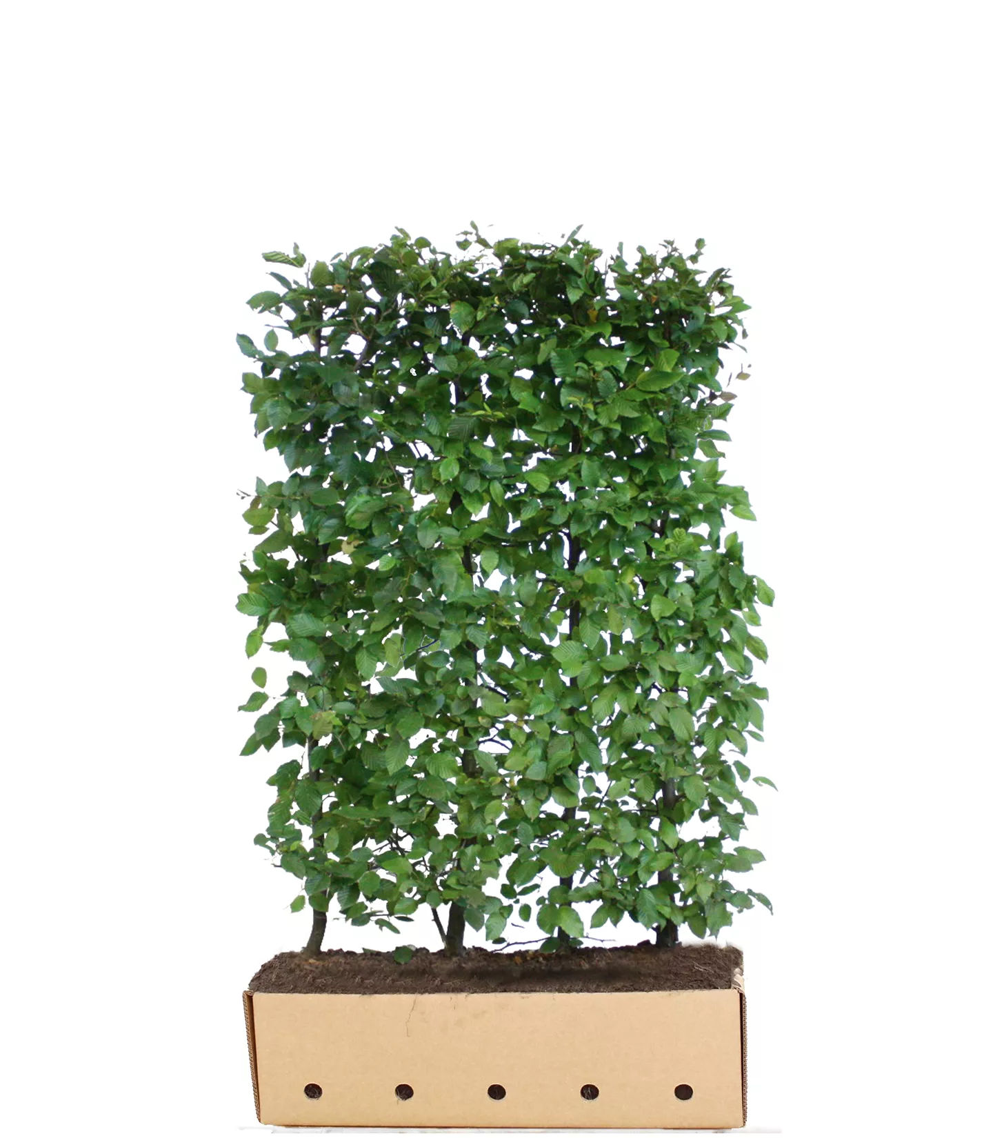 Carpinus betulus Heckenelement 10040