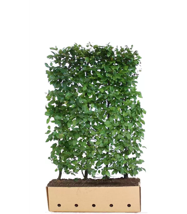 Carpinus betulus Heckenelement 10040