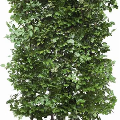 Heckenelement im Karton, bestehend aus 4 Pflanzen, Höhe 80cm - Rotbuche Heckenelement 100*40 - Fagus sylvatica Heckenelemente 100*40