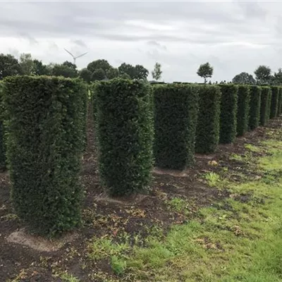 mit Ballen Höhe 120cm, Breite 50cm - Heimische Eibe Heckenelement 60x30 - Taxus baccata Heckenelemente 60*30