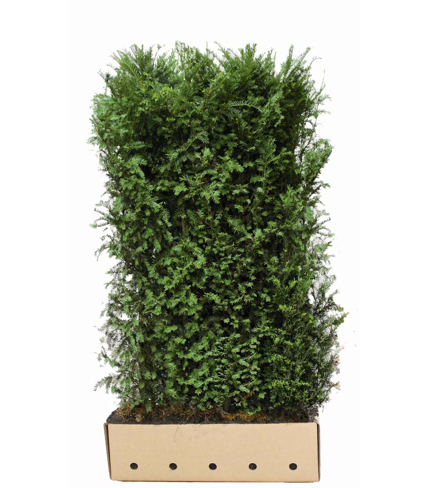 Taxus baccata Heckenelement 10040