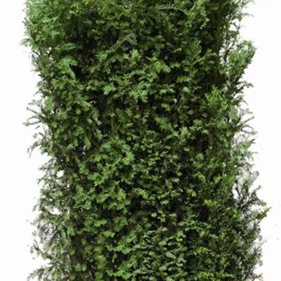 Heckenelement im Karton, bestehend aus 4 Pflanzen Höhe 80cm, Länge 100cm, Breite 40cm - Heimische Eibe Heckenelement 100*40 - Taxus baccata Heckenelement 100*40