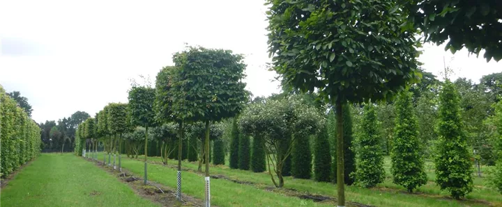 Carpinus betulus Kasten HOB N16.JPG