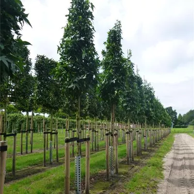 Hochstamm im Container Stammumfang 12 - 14cm - Liquidambar styraciflua 'Slender Silhouette'