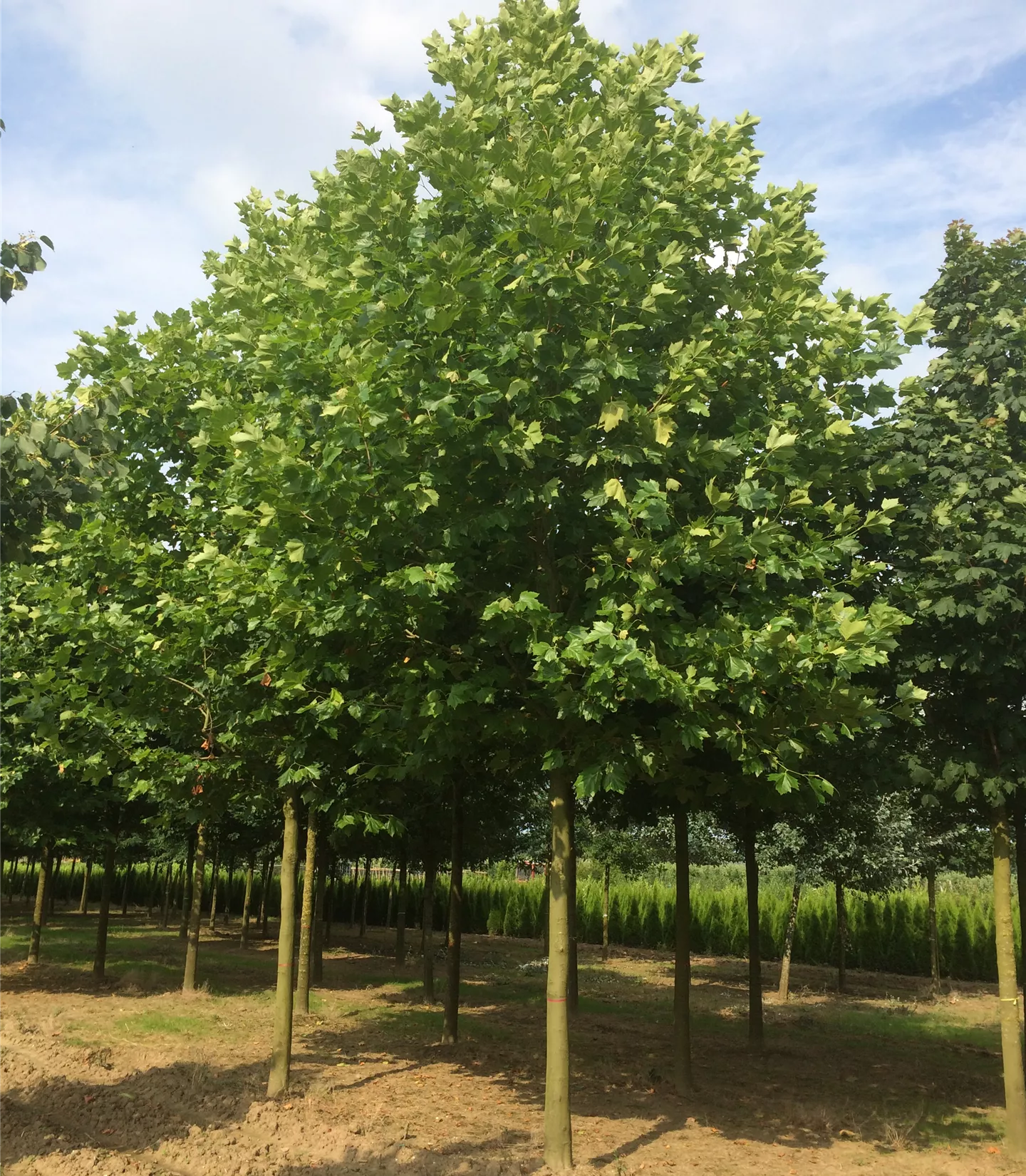 Platanus hispanica (x)