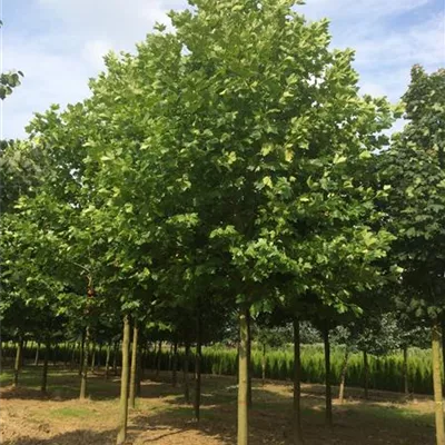 Hochstamm mit Ballen Stammumfang 12 - 14cm - Platane - Platanus hispanica (x)