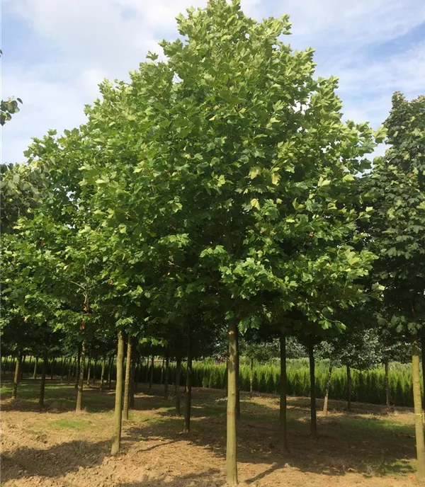 Platanus hispanica (x)