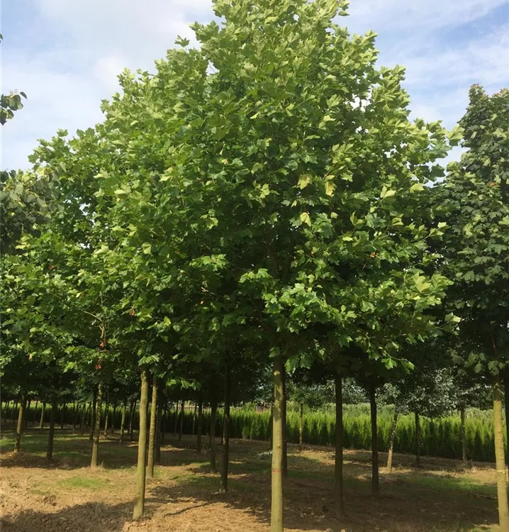 Platane - Platanus hispanica (x)