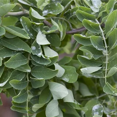 im Container 150 - 175 - Scheinakazie, Robinie - Robinia pseudoacacia 'Tortuosa'