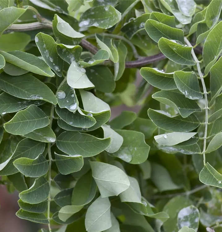 Scheinakazie, Robinie - Robinia pseudoacacia 'Tortuosa'