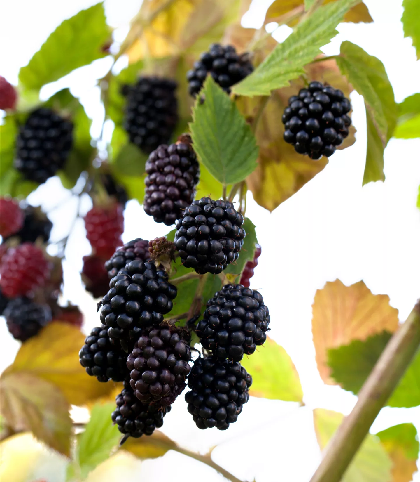 Rubus (Brombeere) 'Navaho'