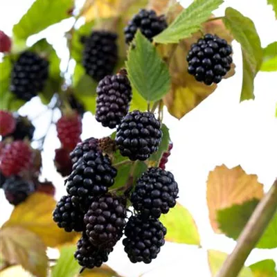 im Container - Rubus (Brombeere) 'Navaho'