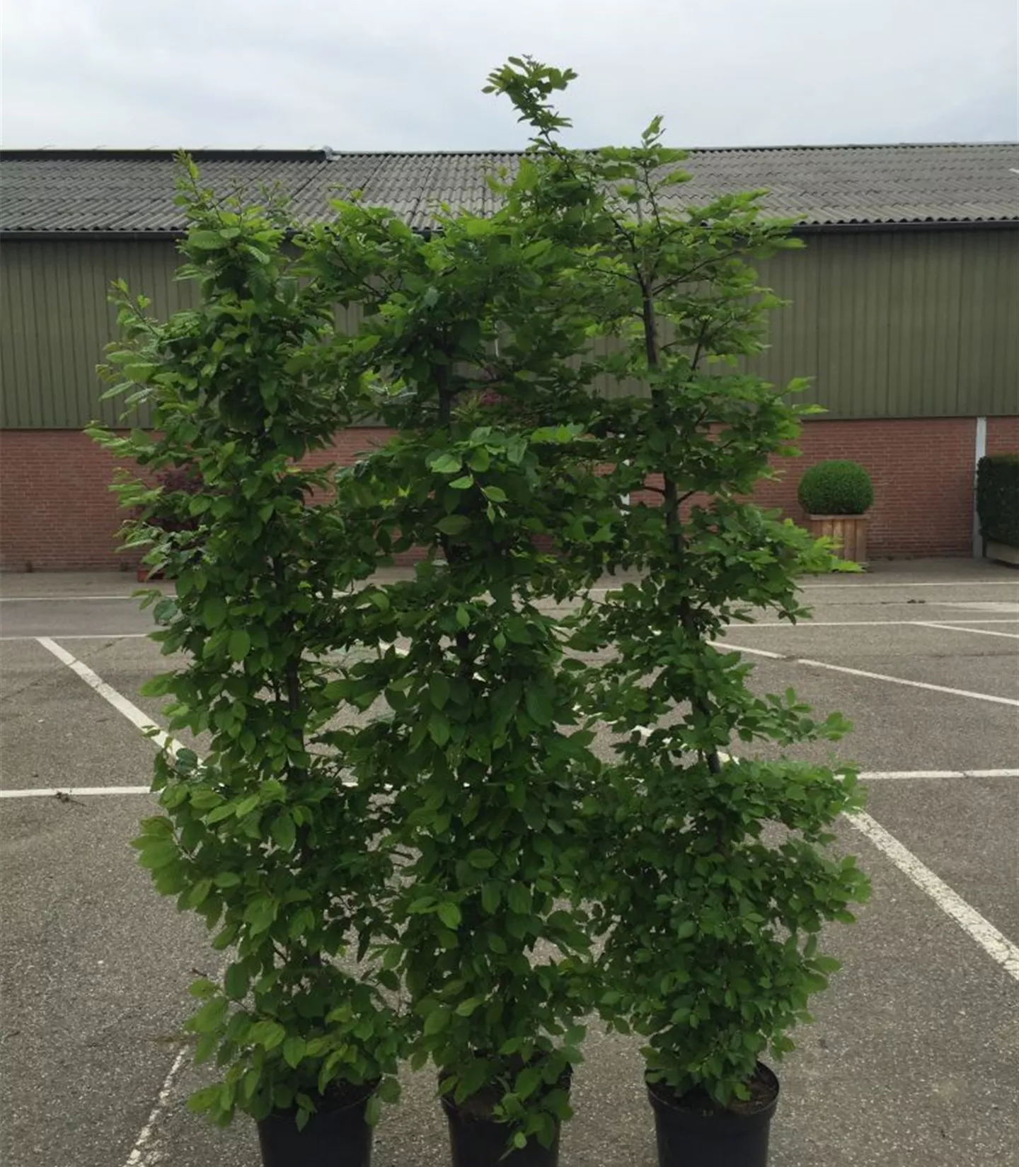 Carpinus betulus Heckenpflanze