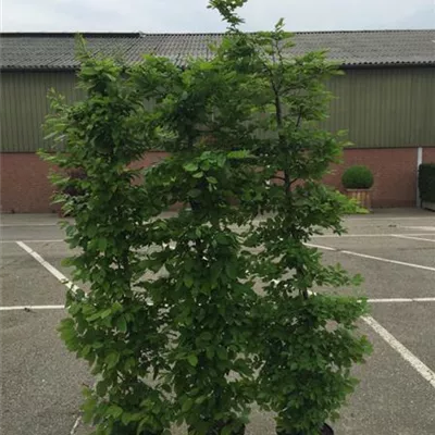 Topfgröße 4 Liter Höhe 60-80cm - Hainbuche Heckenpflanze - Carpinus betulus Heckenpflanze