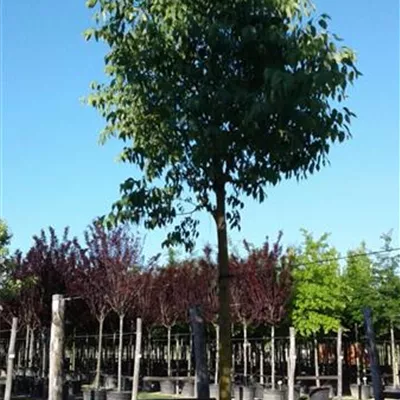 Hochstamm mit Ballen Stammumfang 14 - 16cm - Südlicher Zürgelbaum - Celtis australis