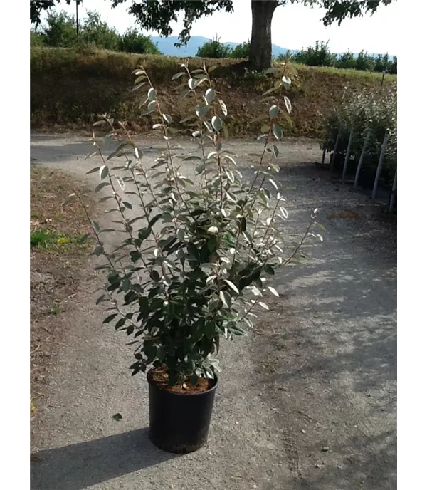 Elaeagnus x ebbingei Heckenpflanze