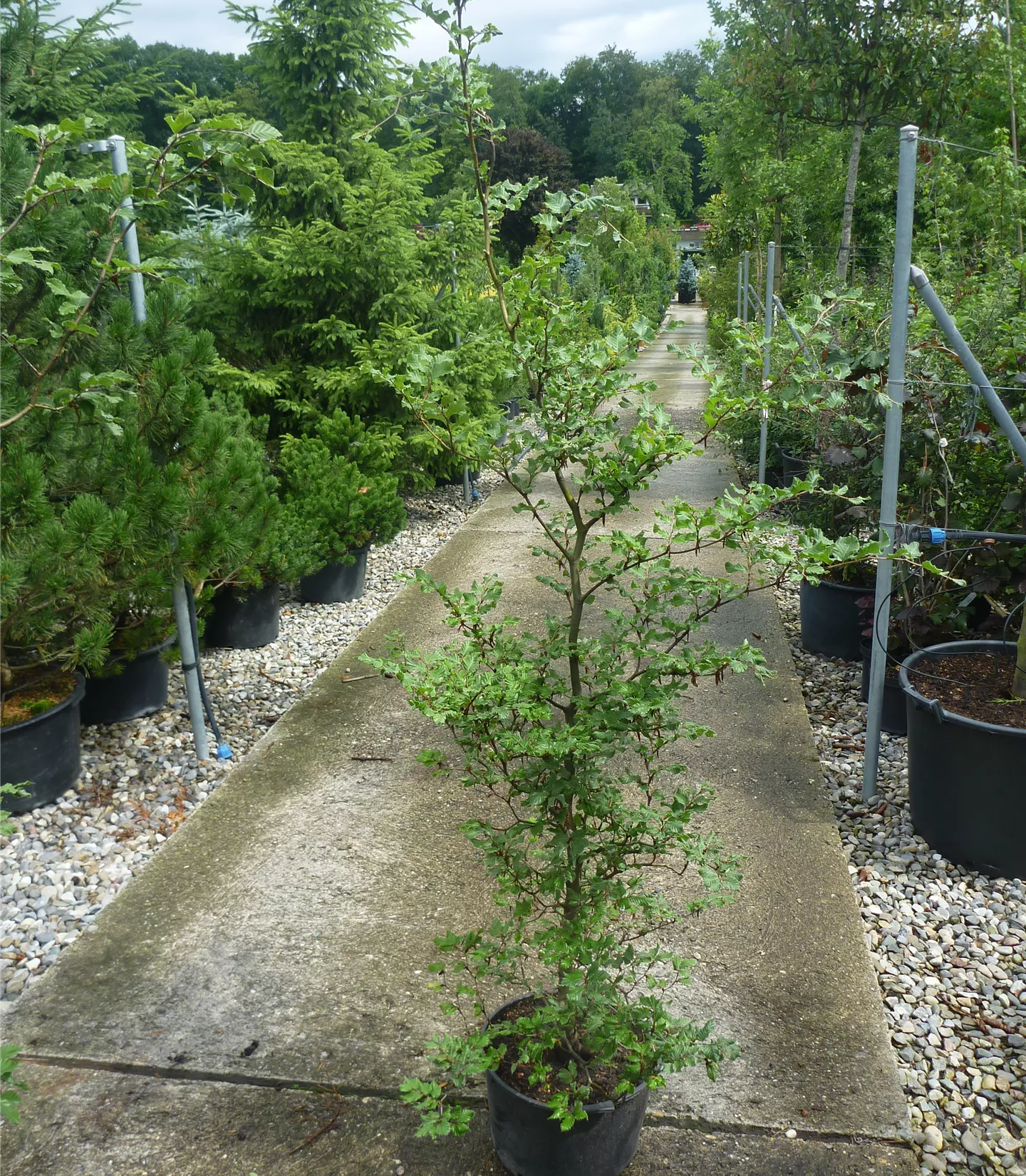 Fagus sylvatica Heckenpflanze