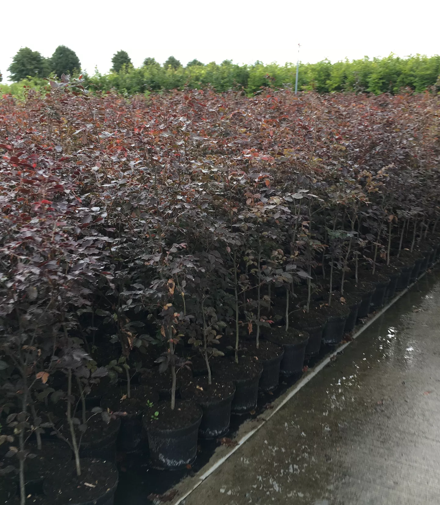 Fagus sylvatica 'Atropunicea' Heckenpflanze