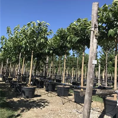 Hochstamm im Container Stammumfang 12 - 14cm - Maulbeerbaum - Morus alba 'Fruitless'