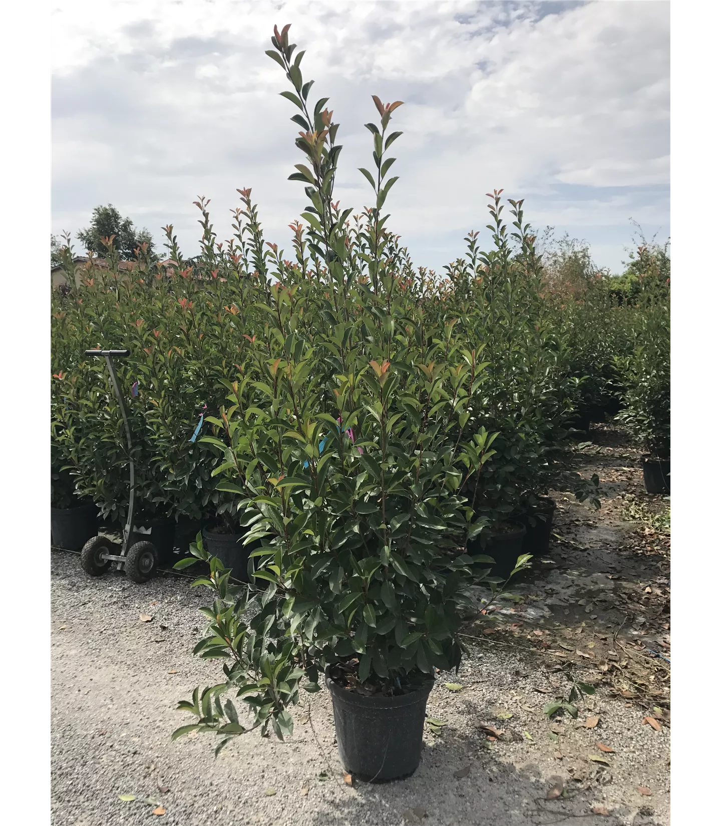 Photinia fraseri 'Red Robin' Heckenpflanze