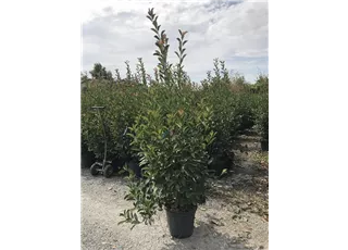 Photinia fraserii Red Robin C30 150-150 V17 (2).jpg