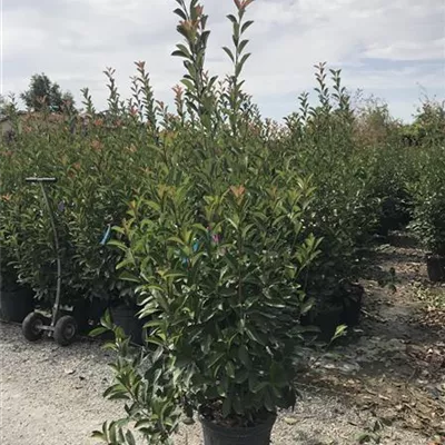 Topfgröße 5 Liter Höhe 60-80cm - Glanzmispel 'Red Robin' Heckenpflanze - Photinia fraseri 'Red Robin' Heckenpflanze