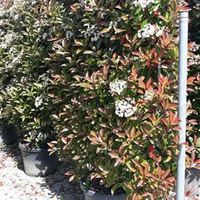 Spalier Höhe 100cm, Breite 120cm - Glanzmispel 'Red Robin' Spalier - Photinia fraseri 'Red Robin', Spalier