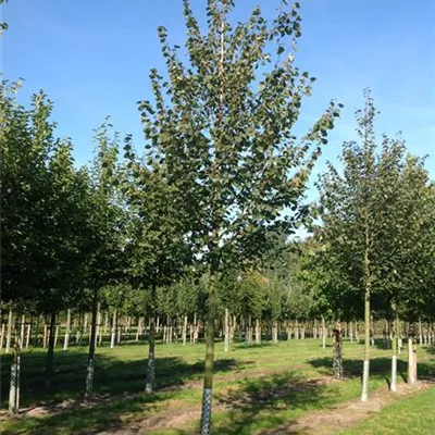 Hochstamm mit Ballen Stammumfang 12 - 14cm - Winterlinde - Tilia cordata 'Greenspire'