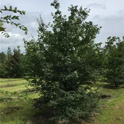 im Container 80 - 100 - Feldahorn - Acer campestre - Solitär