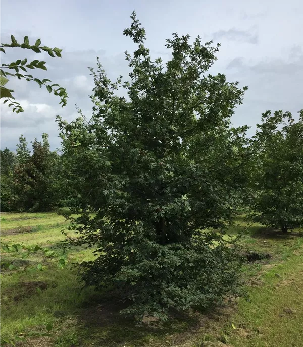 Acer campestre - Solitär