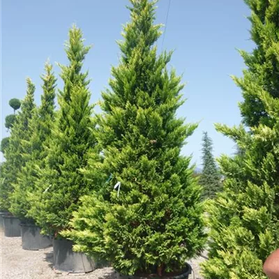 im Container 80 - 100 - Leylands Zypresse - Cupressocyparis (x) leylandii 'Gold Rider'