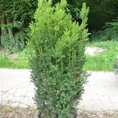 Heckenpflanze mit Ballen Höhe 60-80cm - Kegel-Eibe 'Overeynderi' Heckenpflanze - Taxus baccata 'Overeynderi' Heckenpflanze