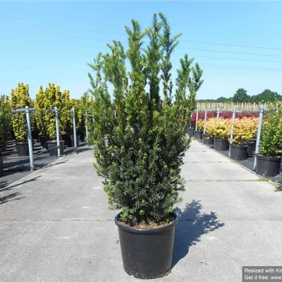 Topfgröße 7 Liter Höhe 60-80cm - Eibe 'Hillii' Heckenpflanze - Taxus x media 'Hillii' Heckenpflanze