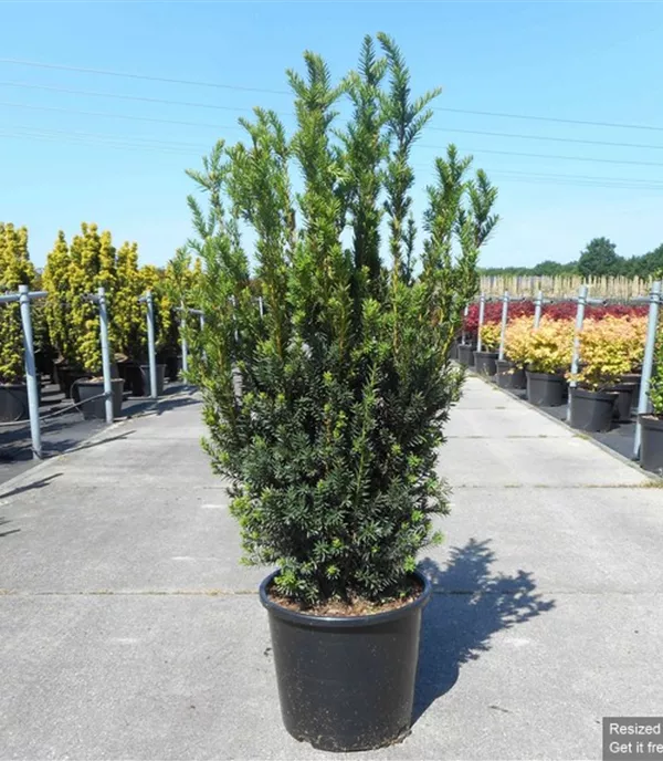 Taxus x media 'Hillii' Heckenpflanze