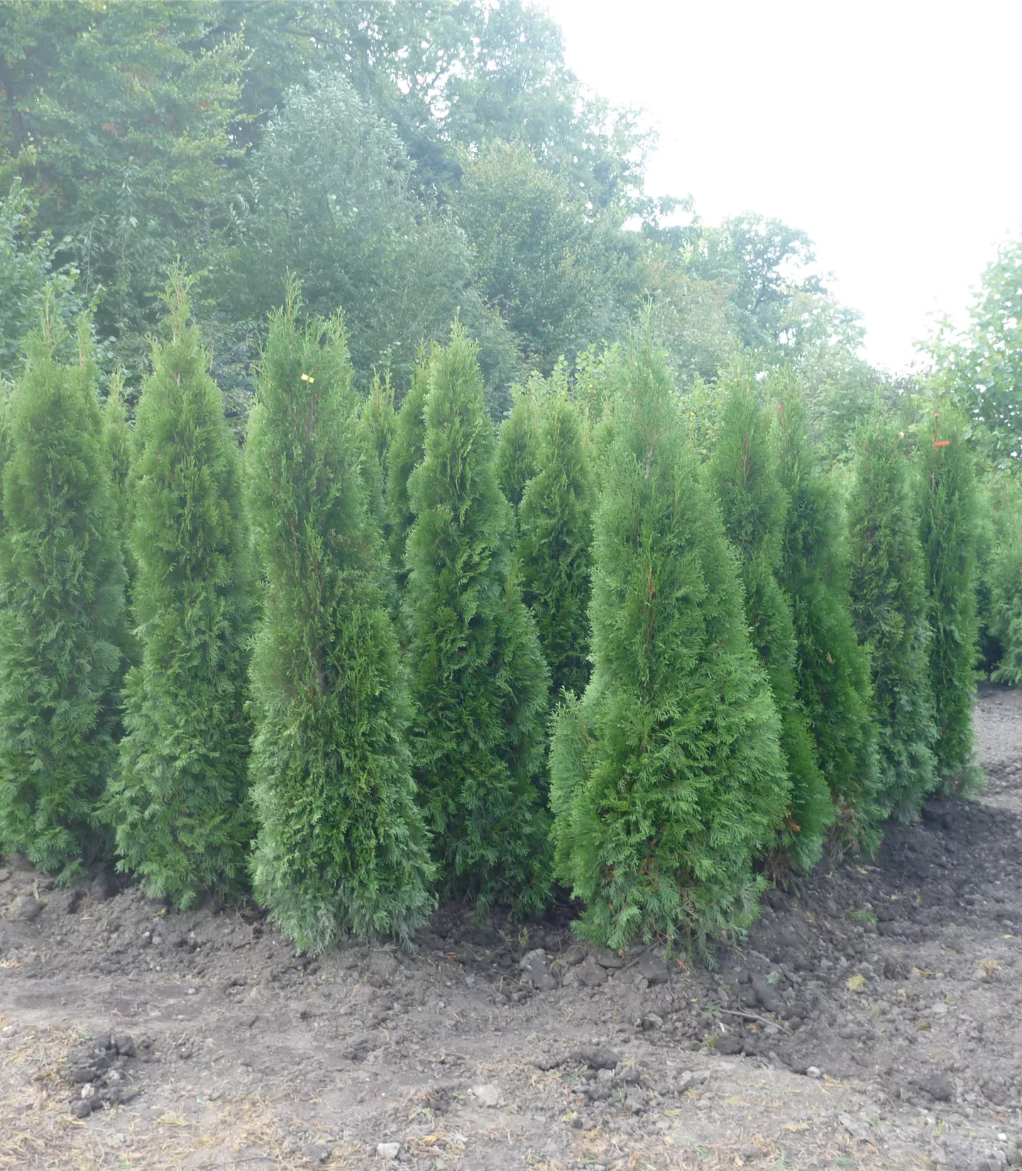 Thuja occidentalis 'Smaragd'