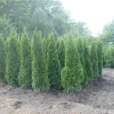 Spirale Höhe 100 - 125cm - Thuja, Lebensbaum - Thuja occidentalis 'Smaragd'