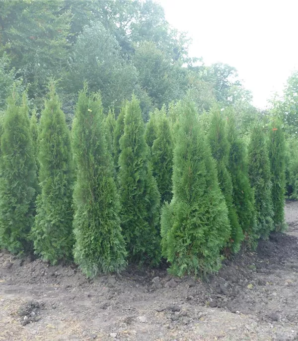 Thuja occidentalis 'Smaragd'