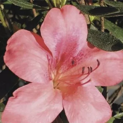 im Container 30 - 35 - Rhododendron, Azalee - Rhododendron (Japanische Azalee) 'Perla del Lago'