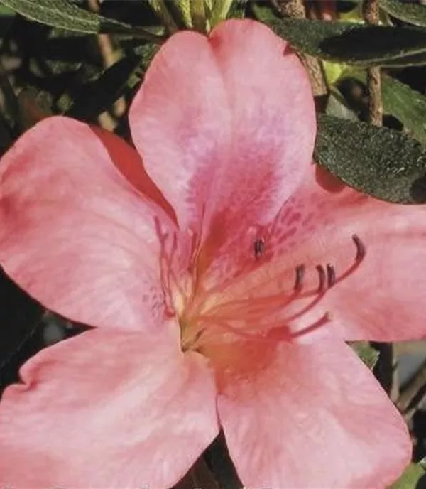 Rhododendron (Japanische Azalee) 'Perla del Lago'