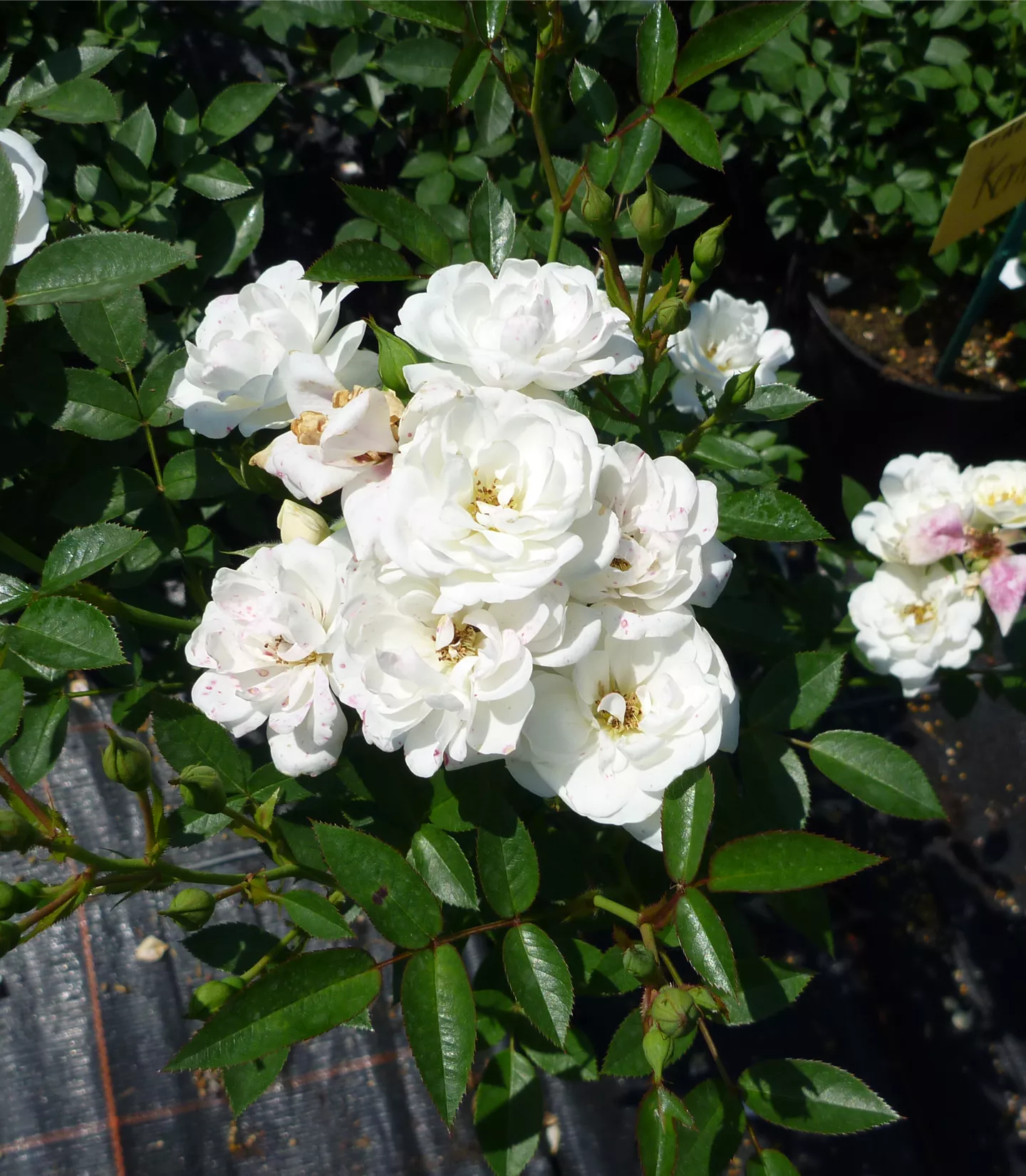 Rosa (Bodendeckerrose) 'Kent'