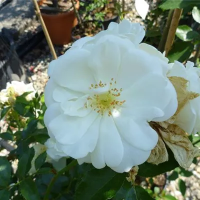 Hochstamm im Container - Rosa Hochstamm weiss