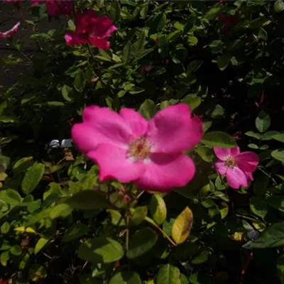 im Container - Beetrose 'Betty Prior' - Rosa (Floribundarose) 'Betty Prior'