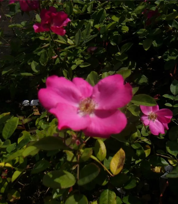 Rosa (Floribundarose) 'Betty Prior'