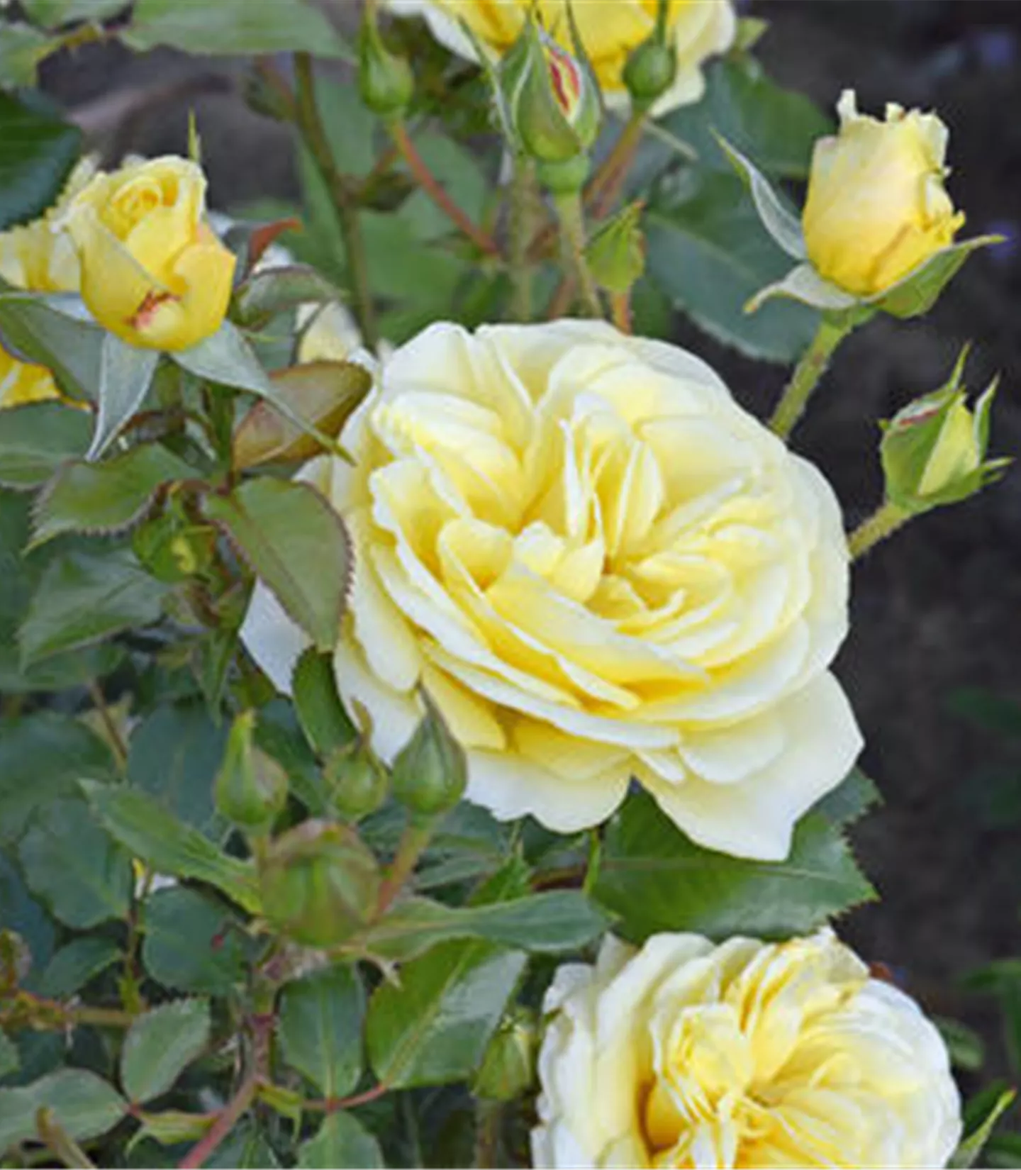 Rosa (Floribundarose) 'Debüt'