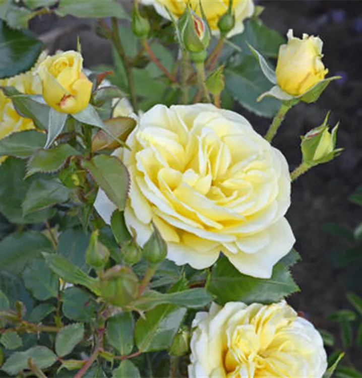 Floribunda