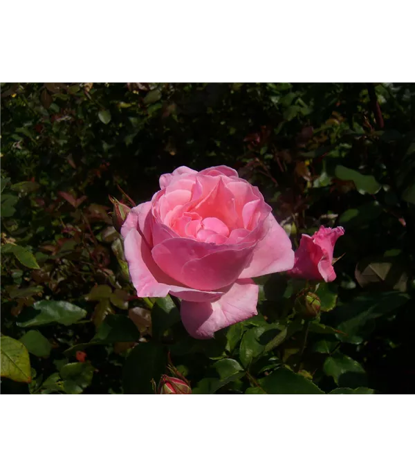 Rosa (Floribundarose) 'Queen Elizabeth Rose'