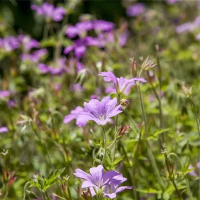 Topfgrösse 0.5 Liter - Geranium macrorrhizum 'Ingwersen'