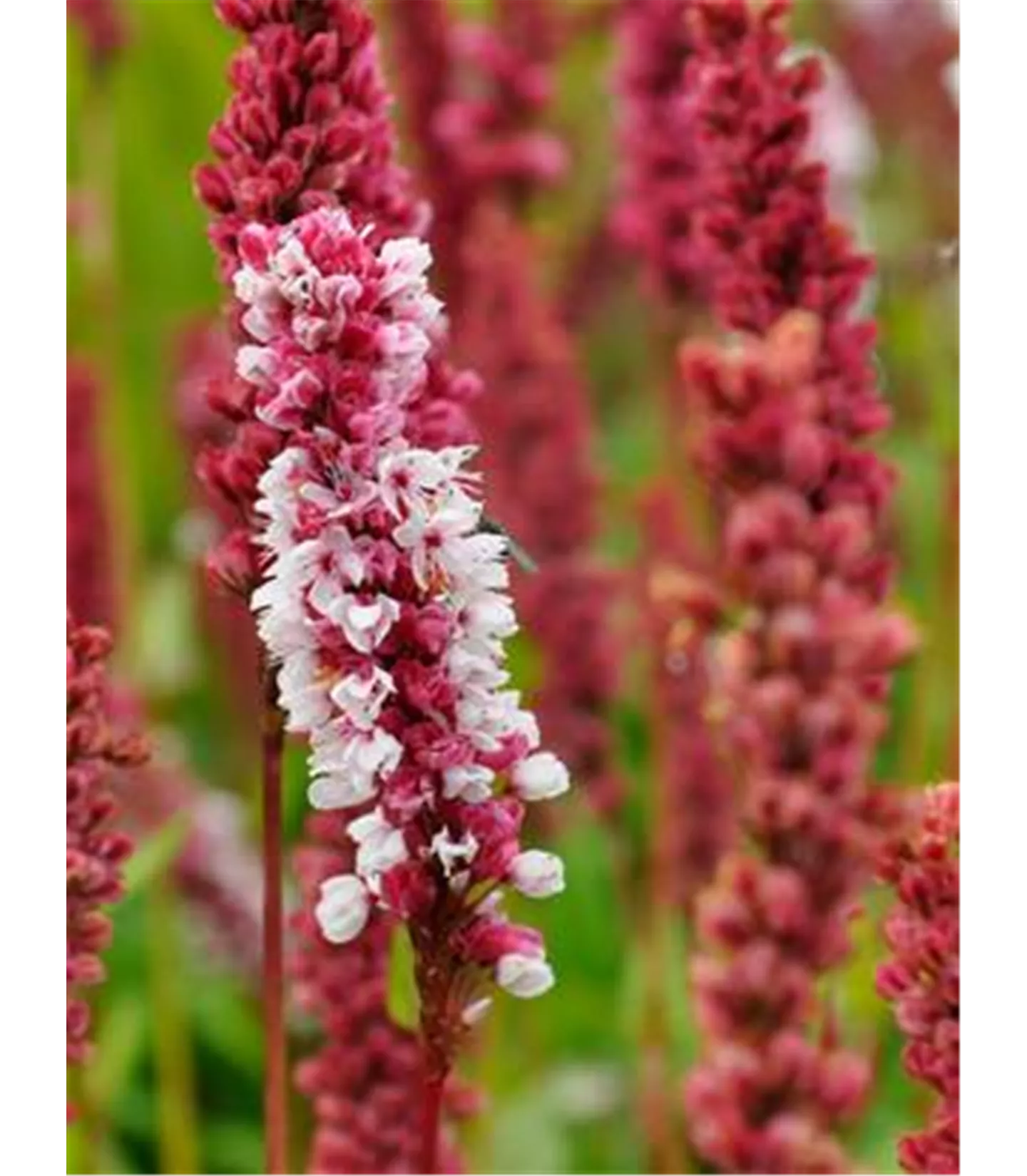 Persicaria affinis 'Darjeeling Red'