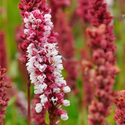 Topfgrösse 0.5 Liter - Schneckenknöterich - Persicaria affinis 'Darjeeling Red'